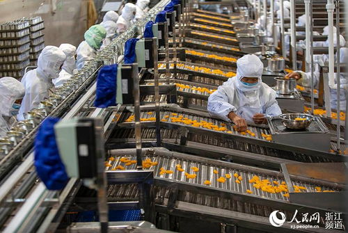 臺(tái)州黃巖 枝頭橘子紅 罐頭出口俏